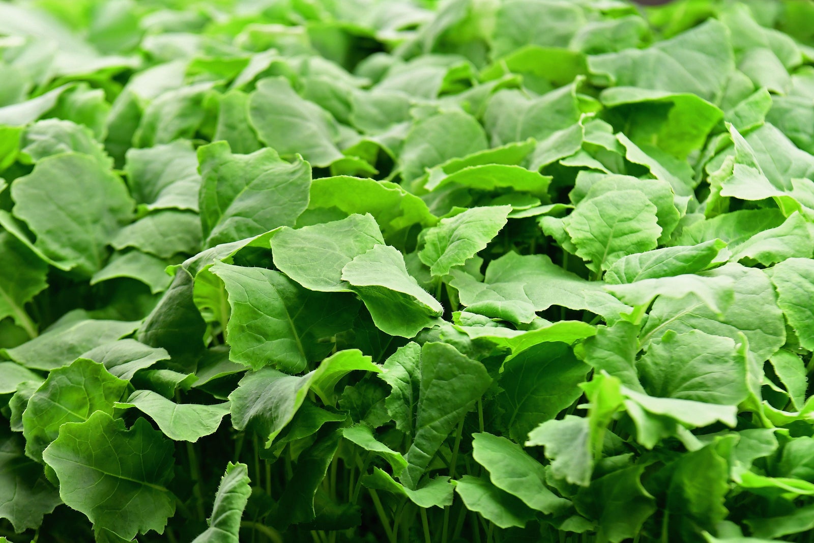 Kale is still good. Kale is still popular.