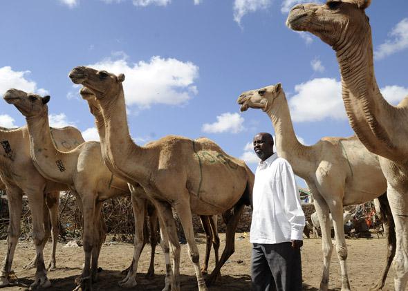 Dhamac Barud, one of the most prosperous merchants in Hargeisa, looks for potential camels to buy on October 29,2012 at Sayladah market in Hargeisa, Somaliland.