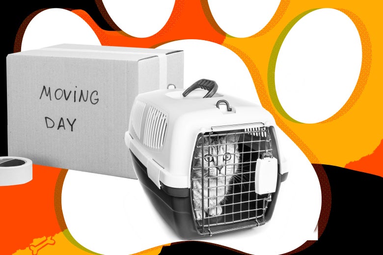 Moving With My Cat Cross Country Should We Fly Or Drive Pet Advice From Beast Mode