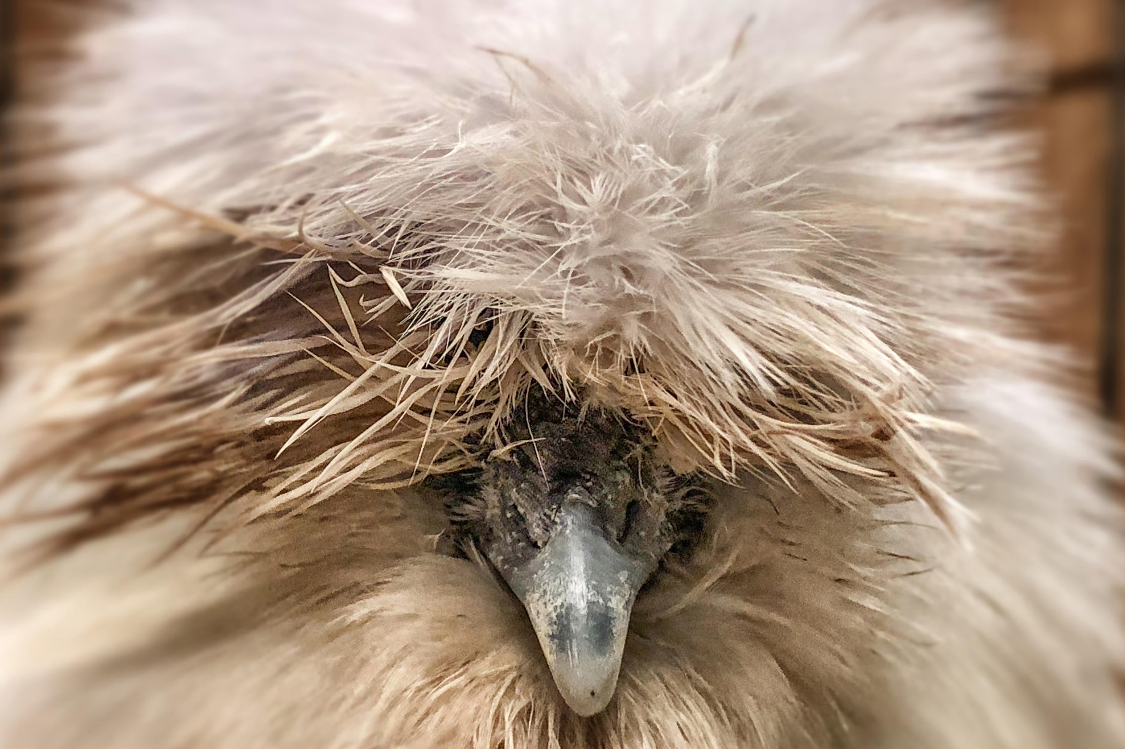 A silkie's eyes are hidden by its luscious fur.