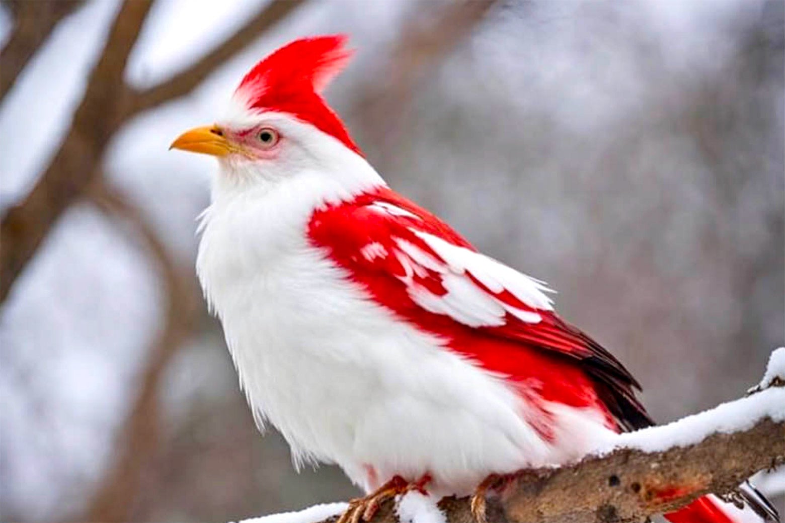 An A.I.–generated photo of a cardinal with red-and-white accents.