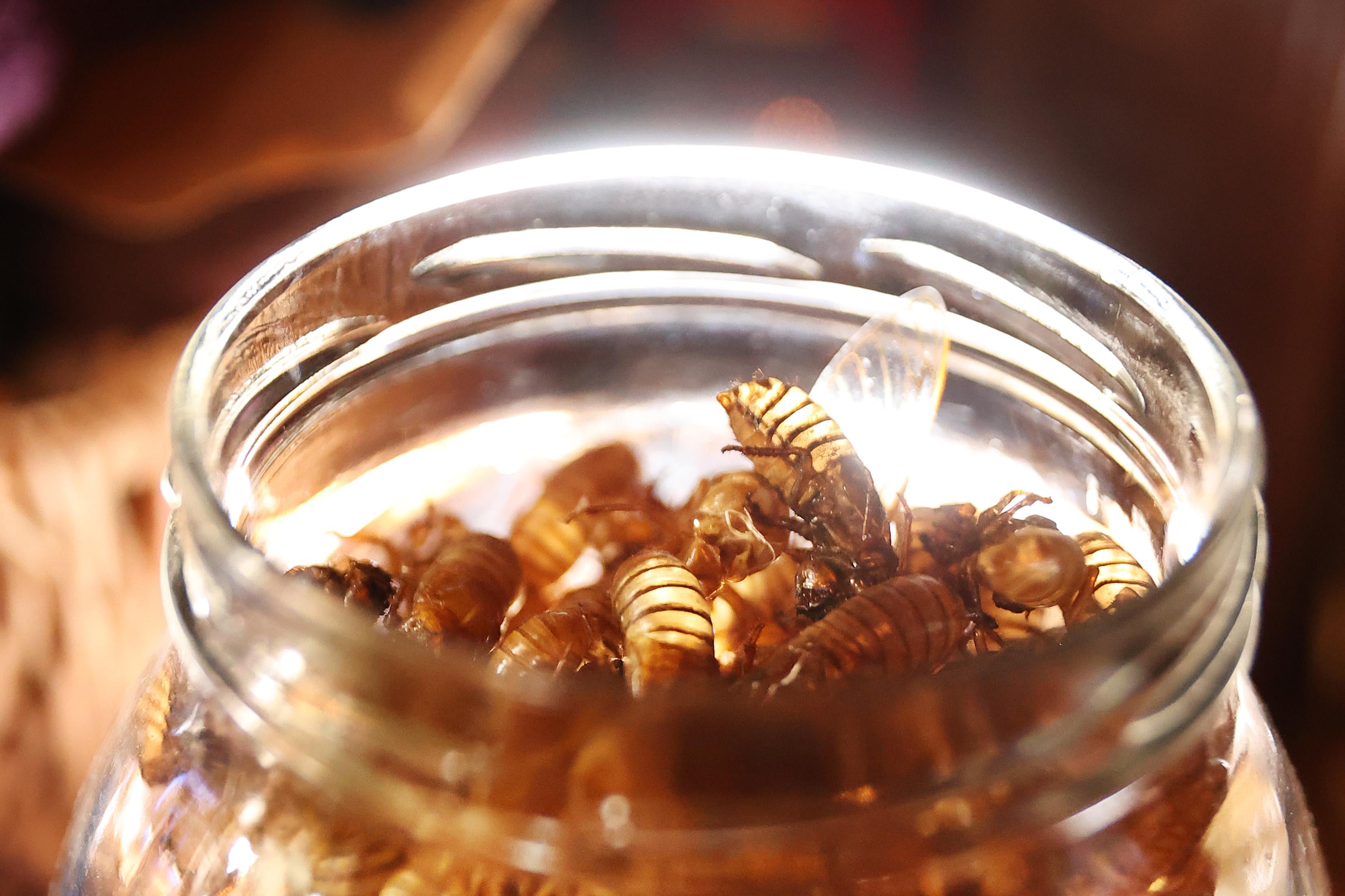a jar of cicada shells 