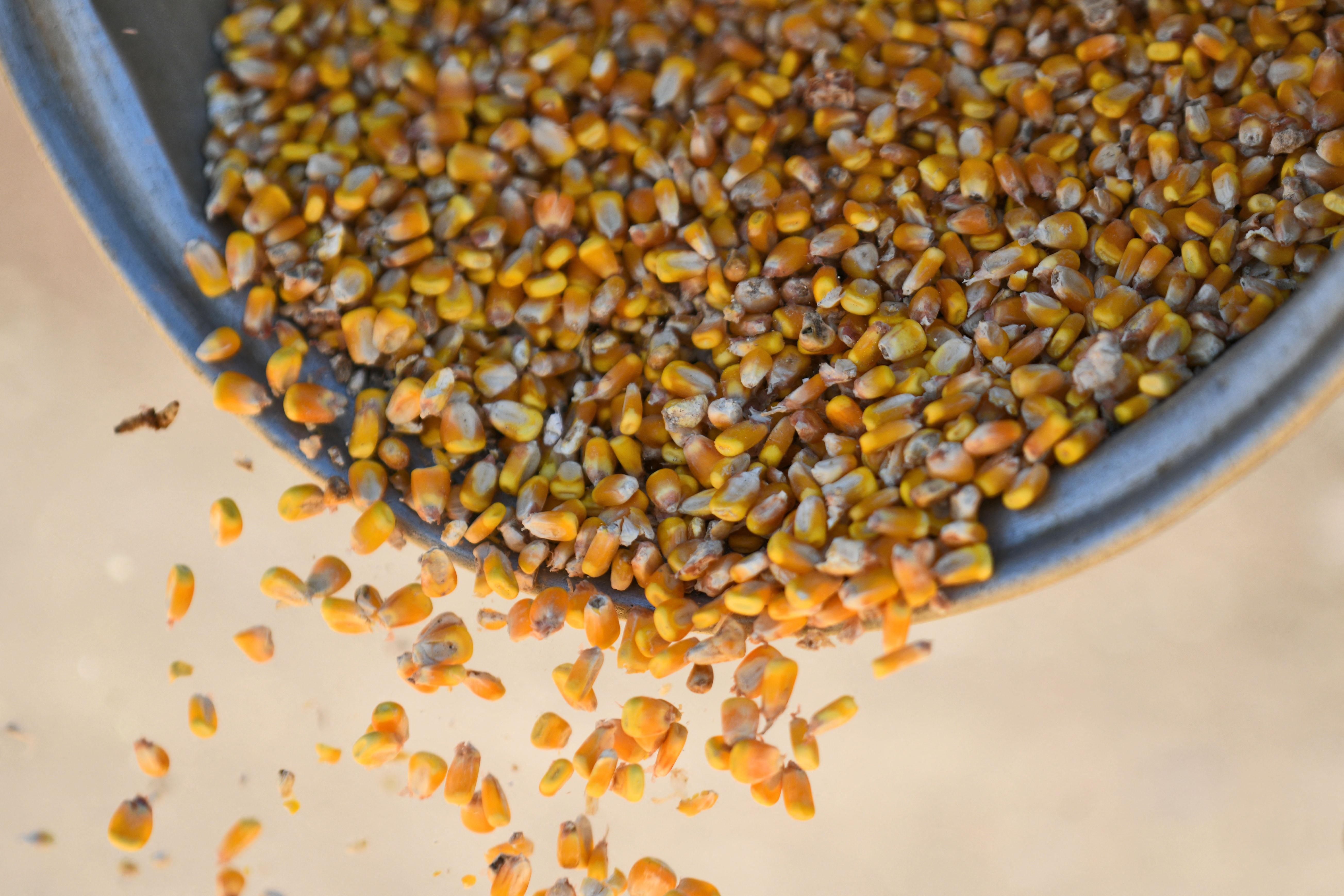 A large metal container full of yellow corn kernels is turned upside down. 