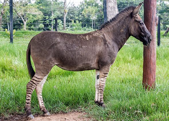 A zonkey, cross between a donkey and a zebra, seen in Colombia.