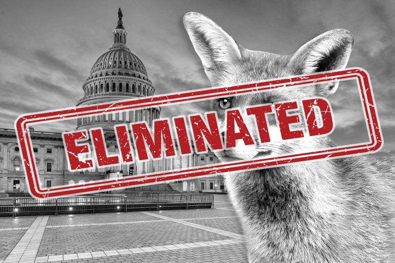 A greyed-out image of a fox in front of the US Capitol building with "ELIMINATED" stamped in red over it. RIP Capitol Fox.