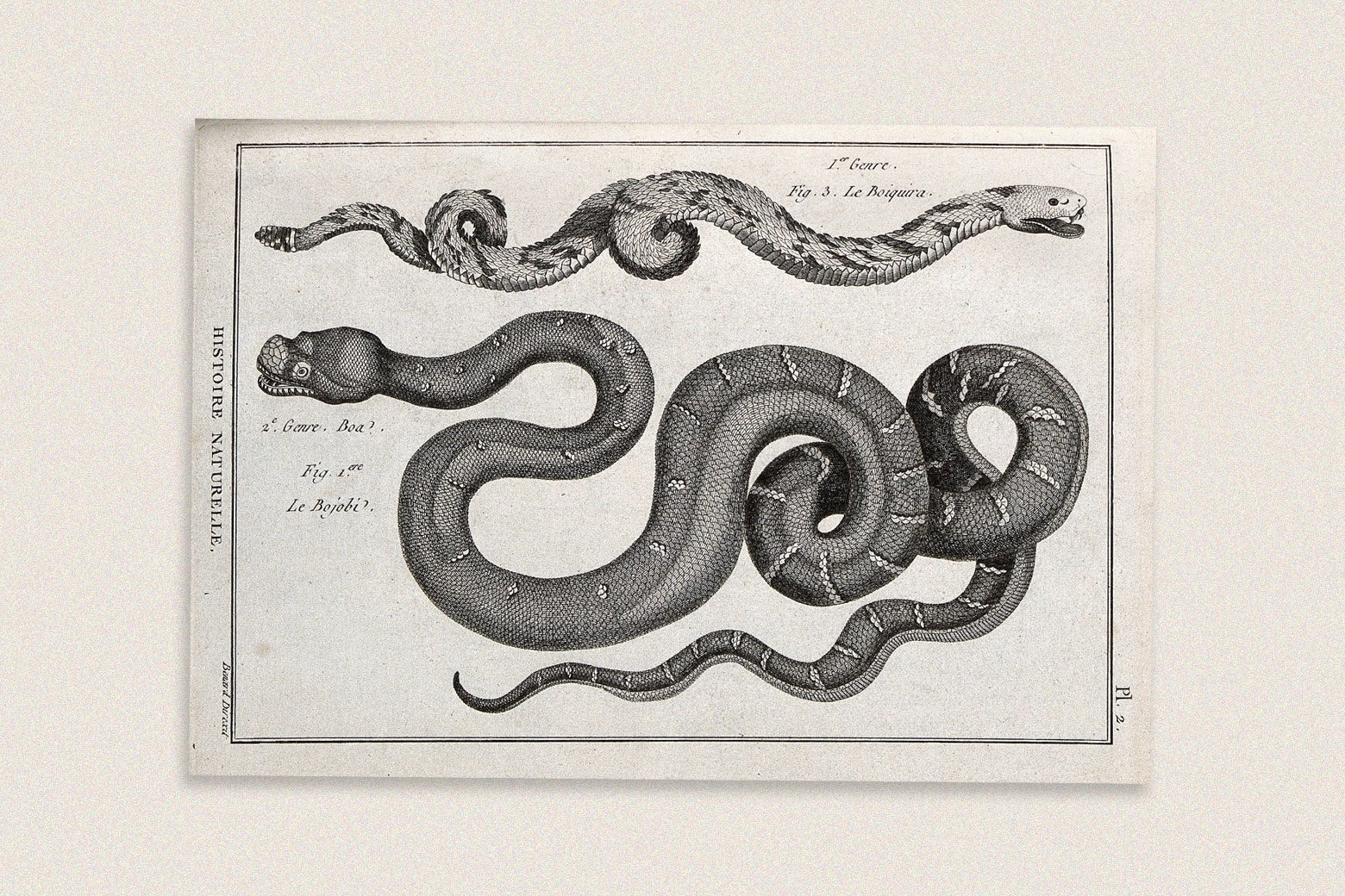 joy lab snake print - Gem