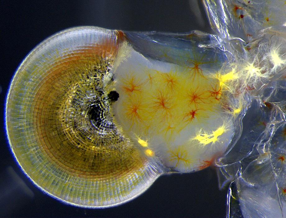 Macrobrachium shrimp (ghost shrimp) eye, 140X.
