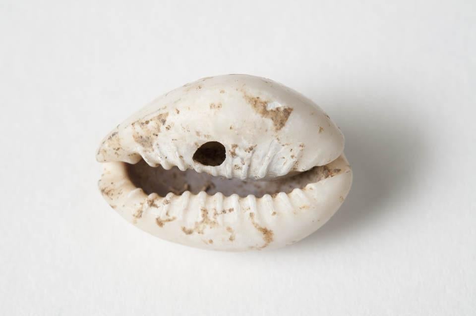 Cowrie shell