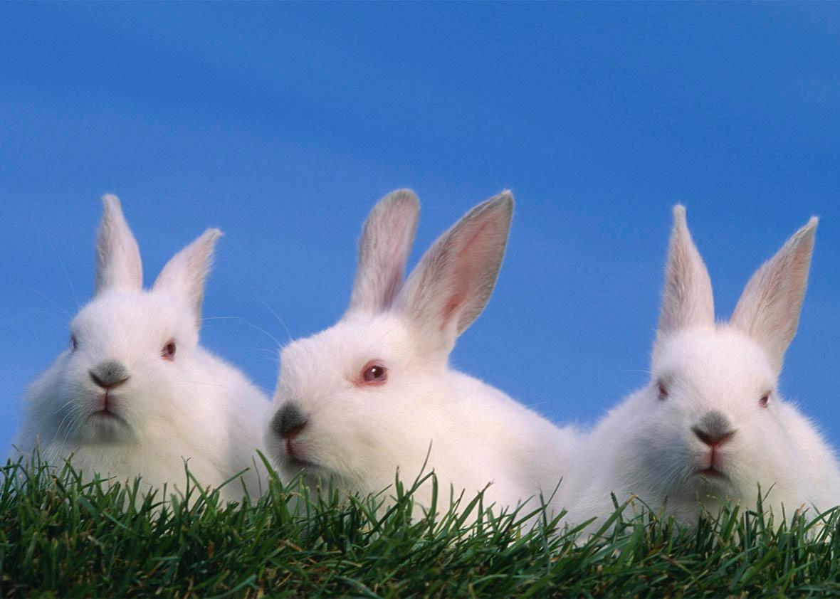 bunnies. 