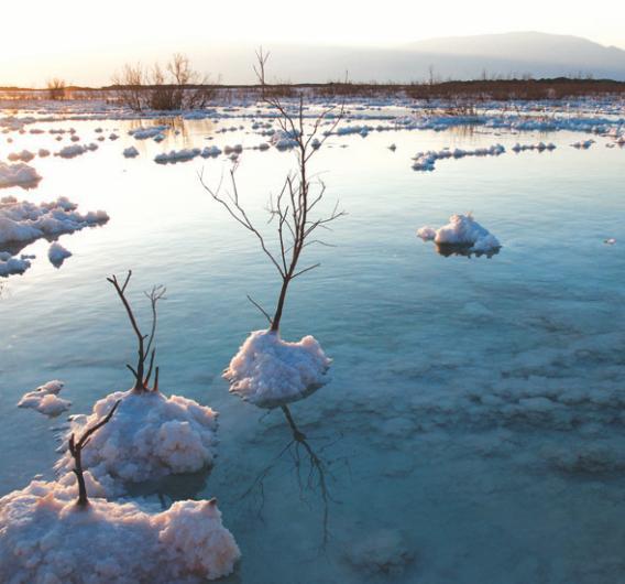 Salt crystals surround trees and other plants in the shallow waters. The water’s 33.7 percent salinity can’t support life other than microbes.