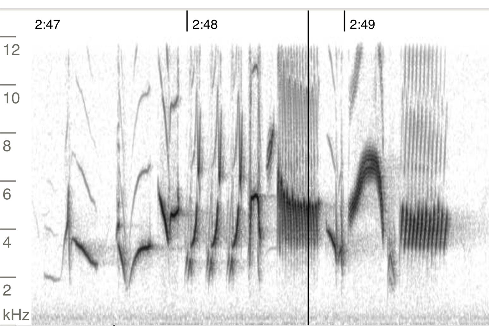 A spectrogram, a visual representation of soundwaves, of the birdsong at 2:47.