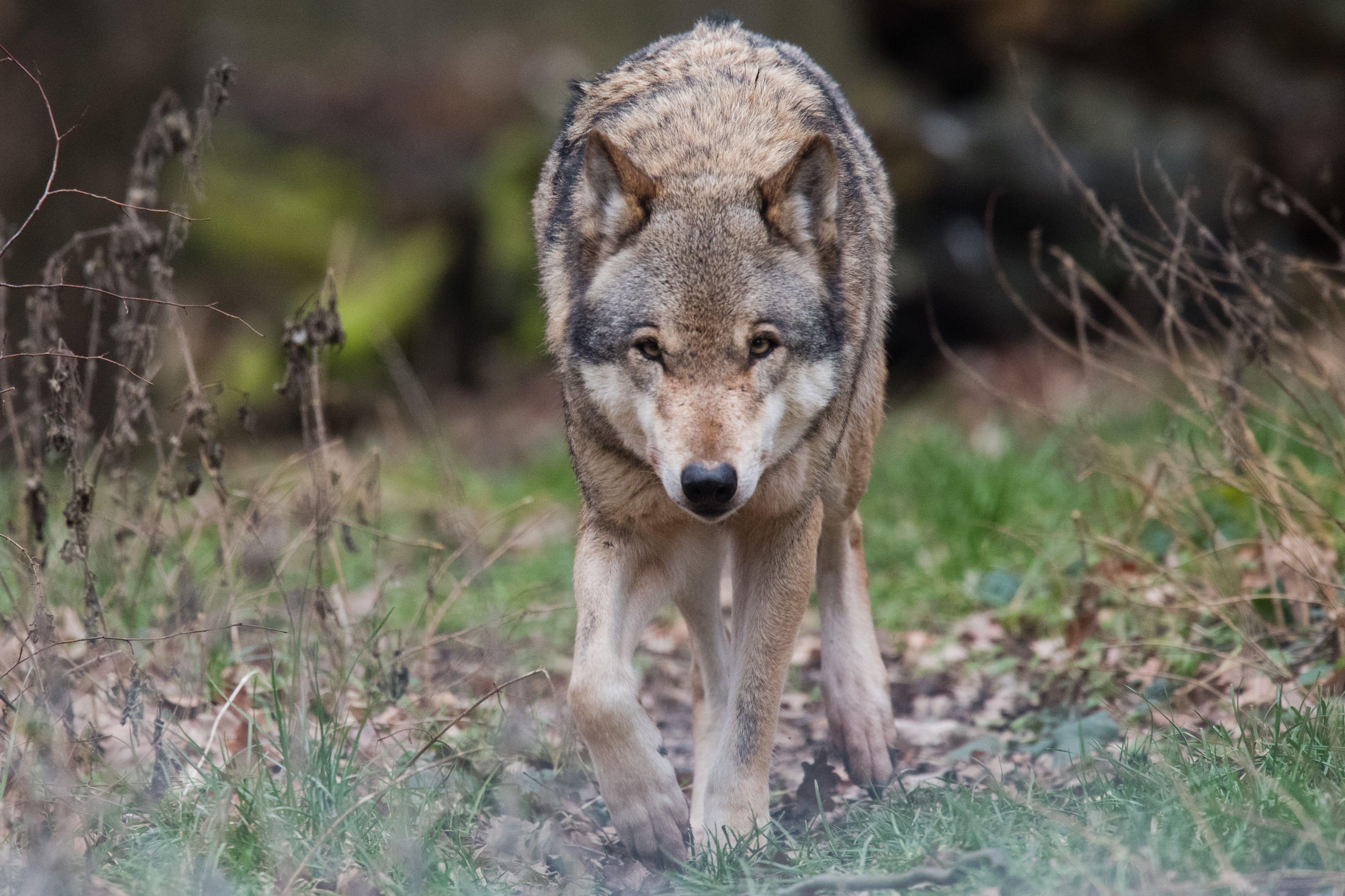 A grey wolf walks toward the camera.