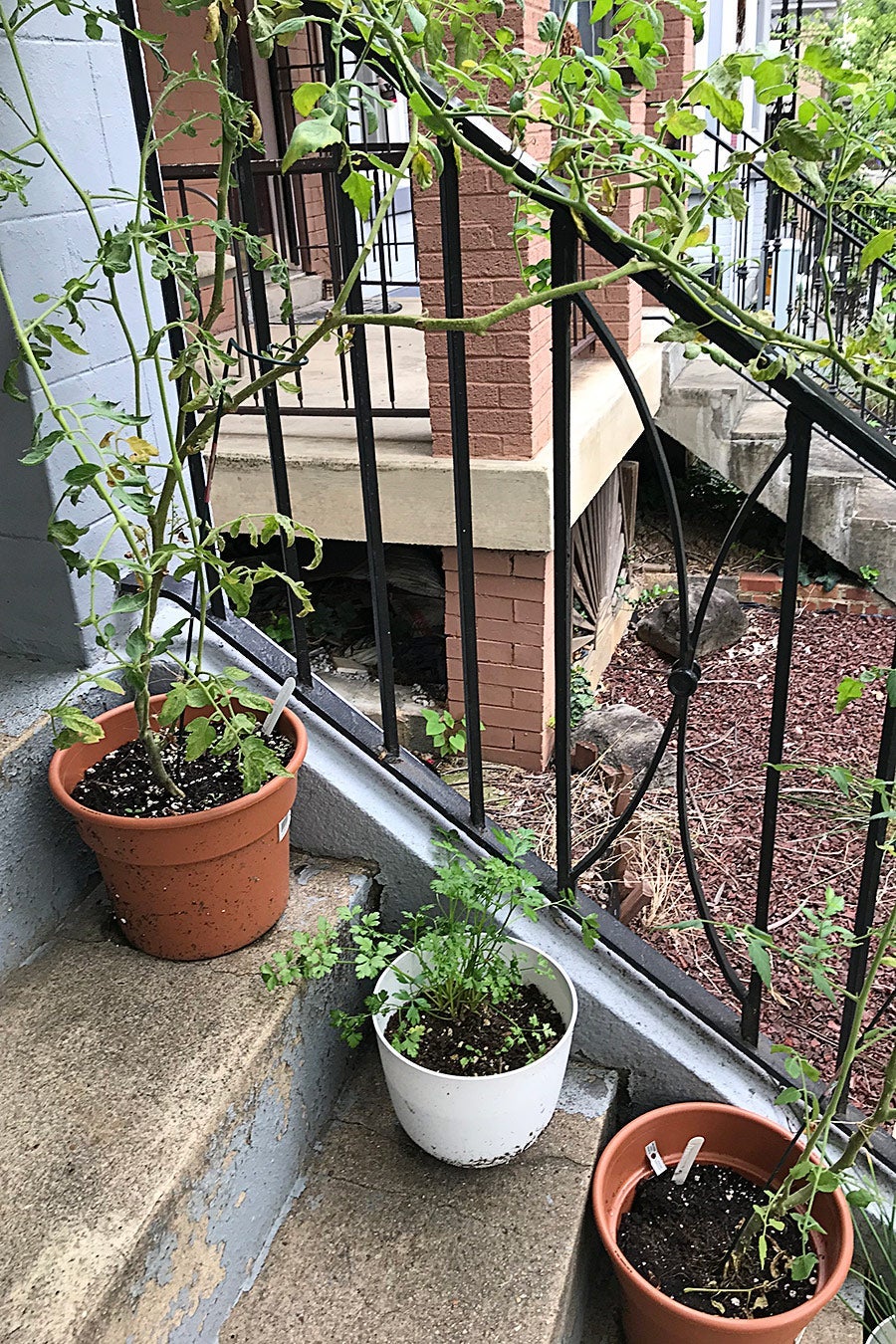 Three potted plants on steps