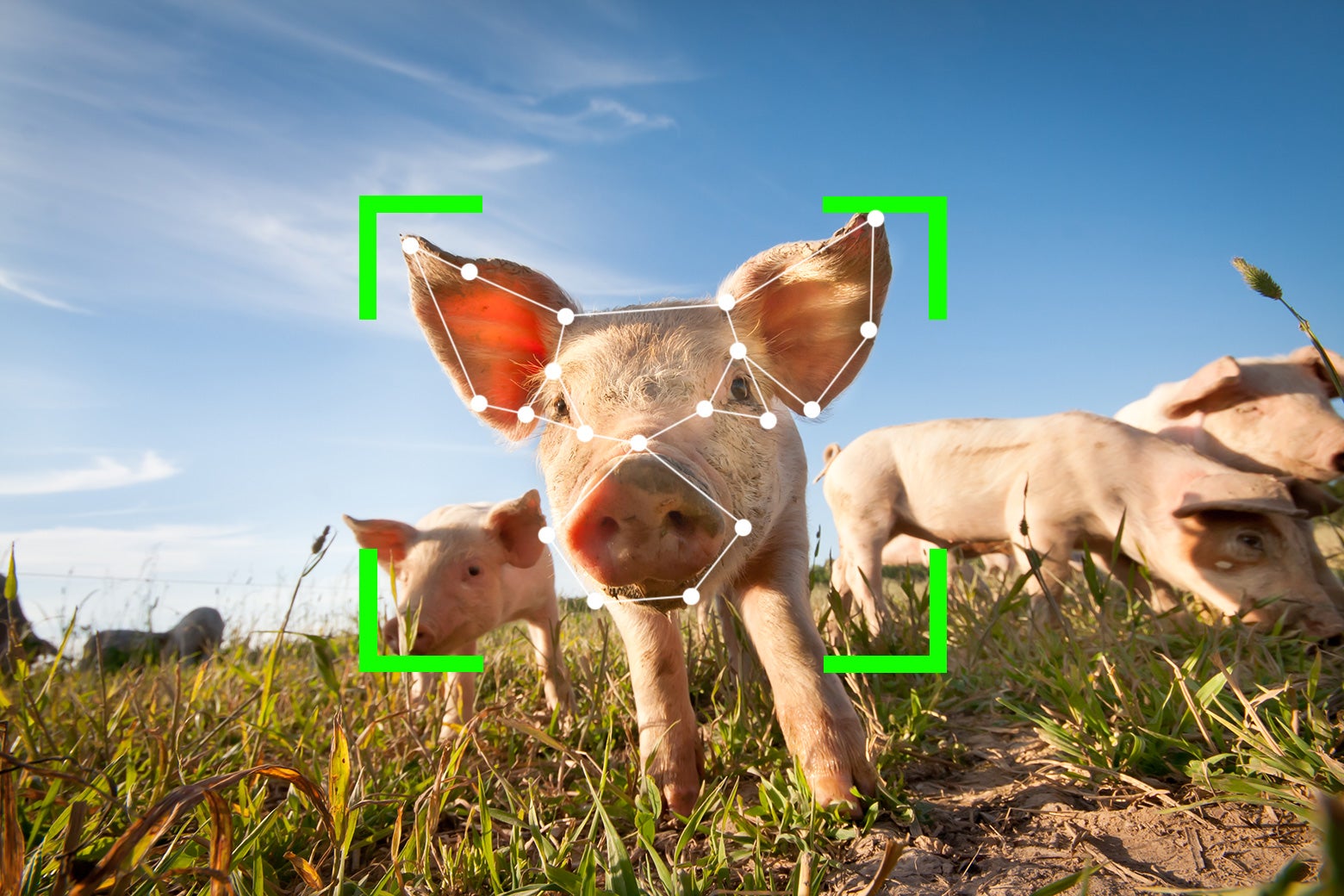 Pigs in a field, with a face detection frame over one pig's face.