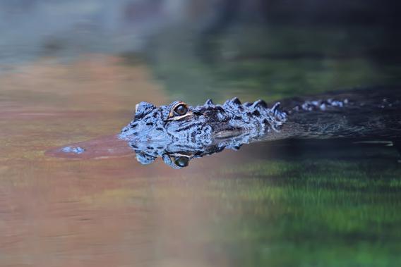 An alligator swim.