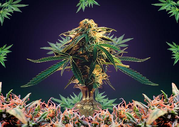 The 40th anniversary of High Times: A pot magazine in the era of legal