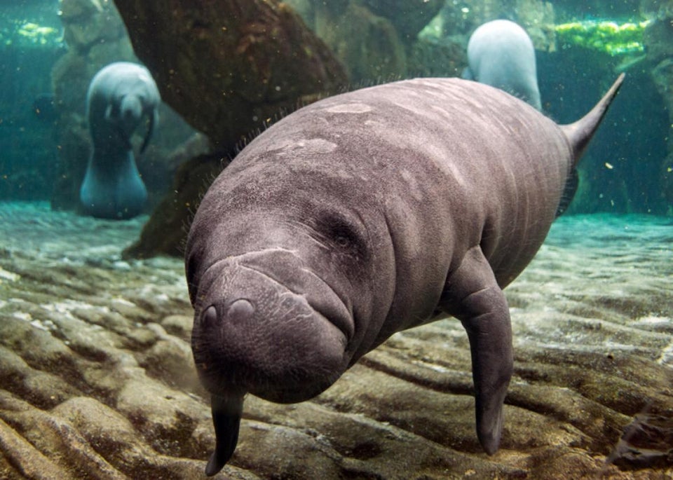 Heres A New Sex Thing To Try A Manatee Mating Ball 8367