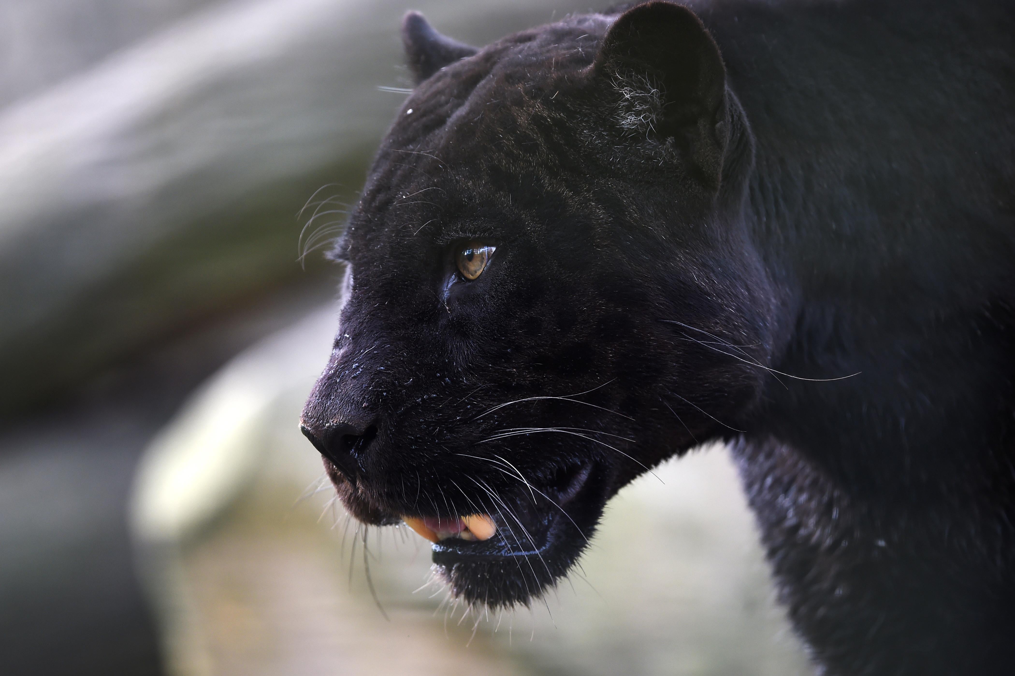 A black panther.