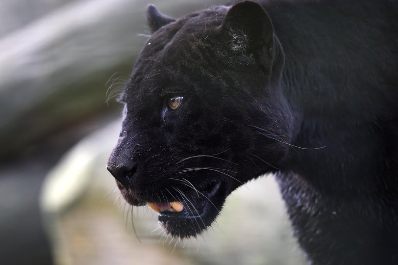 Here's what black panthers are saying about critics. Here's what black panthers are saying about critics.