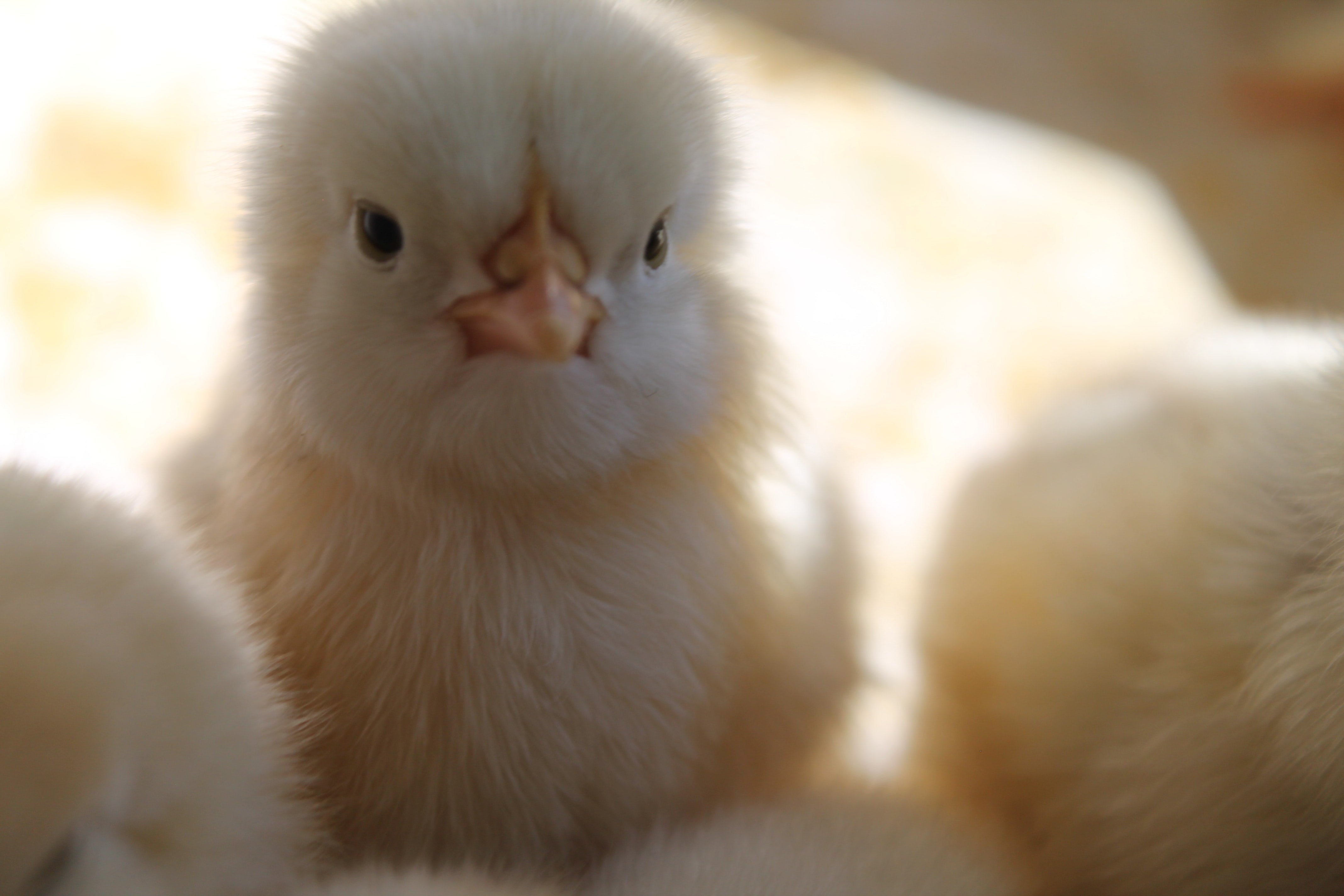 A baby chick, surrounded by other chicks, looks straight at the camera.