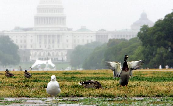 Ducks, and seagulls, use The National Mall near the US Capitol in 2006 in Washington, DC, during a rainy day. 