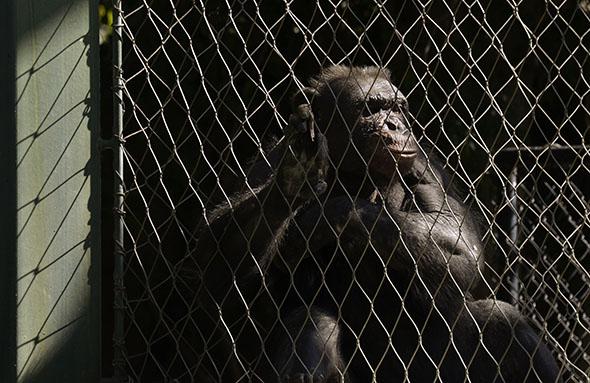 An old chimpanzee rests in the Los Angeles Zoo.