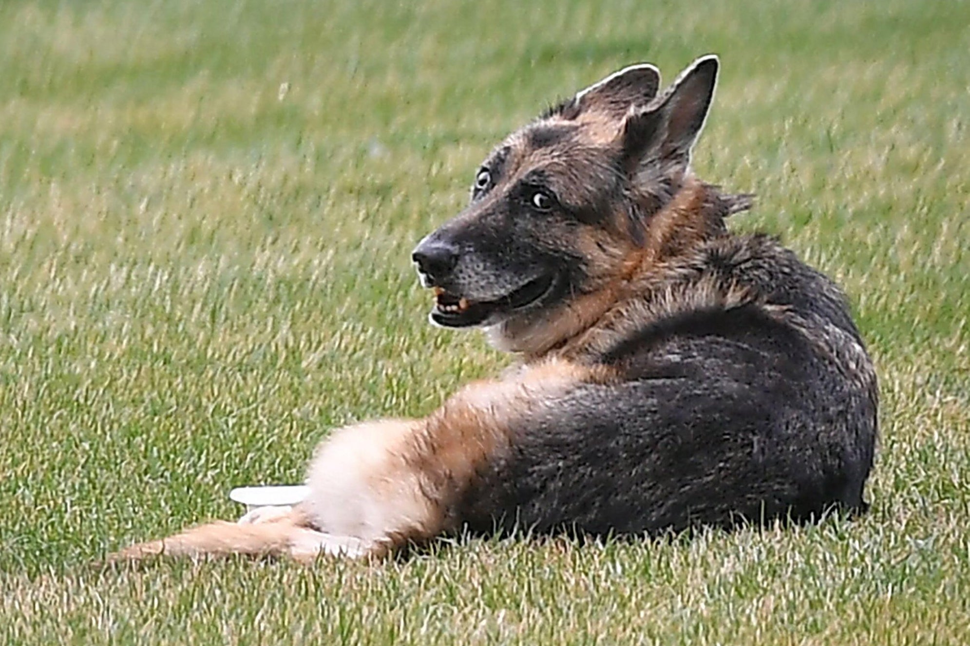 The Bidens dogs Champ is seen on the South Lawn of the White House in Washington, D.C. on March 31, 2021. 