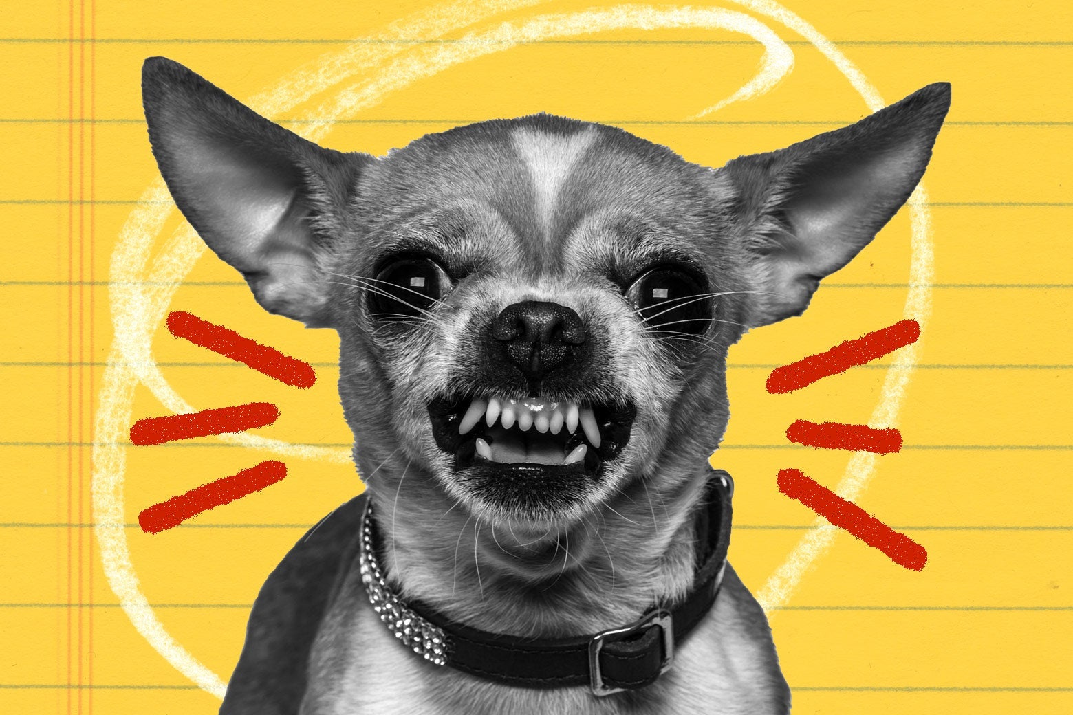 How to regain your confidence as a dog owner. - Vimarsana News
