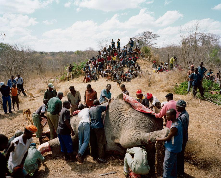 untitled # IV, from the series elephant story, chitsa 'campfire' area, adjacent to the gonarezhou national park, zimbabwe.