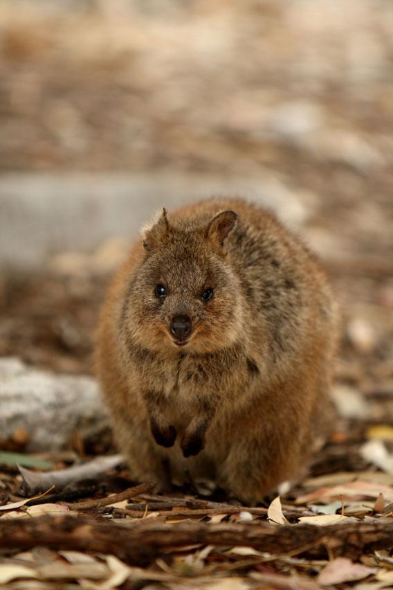 Quokka profile: Australia's adorable, vulnerable marsupials.