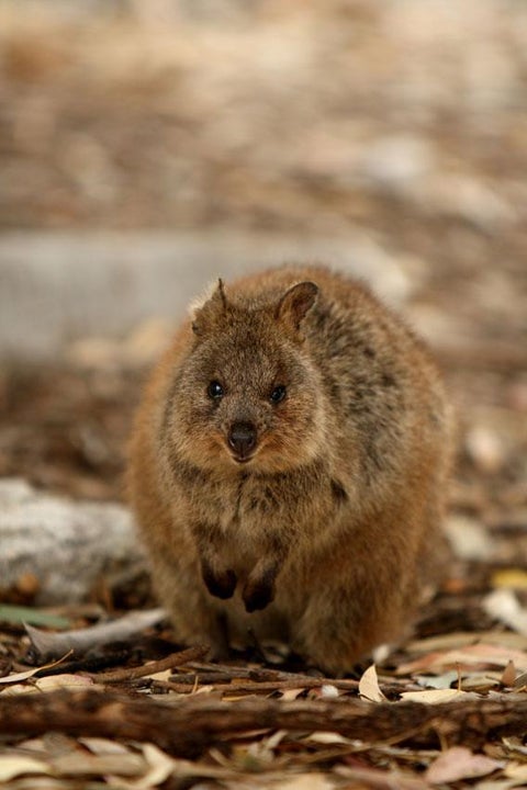 Quokka profile: Australia’s adorable, vulnerable marsupials.