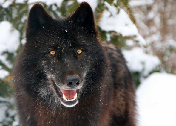 Wolf Captive Breeding And Reintroduction Raising Wolves To Be Wild