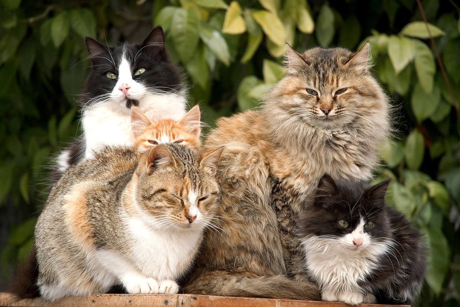 Are Cats Polyamorous? Thank You for Asking. Anna Gibbs