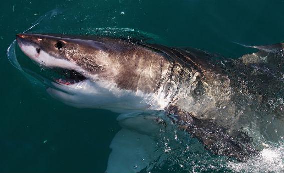 Sharks, beauty and synthetic biotech