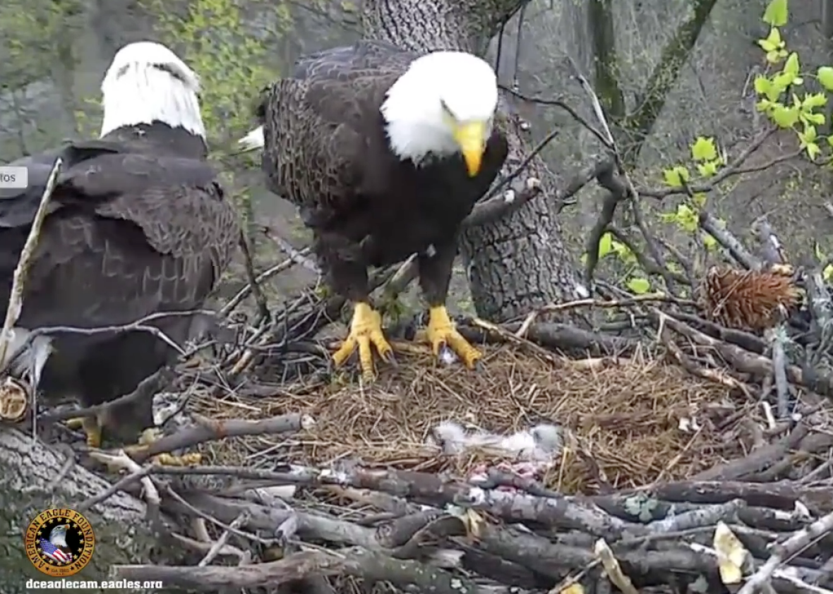 Bald eagle chicks hatched at National Arboretum (VIDEO).