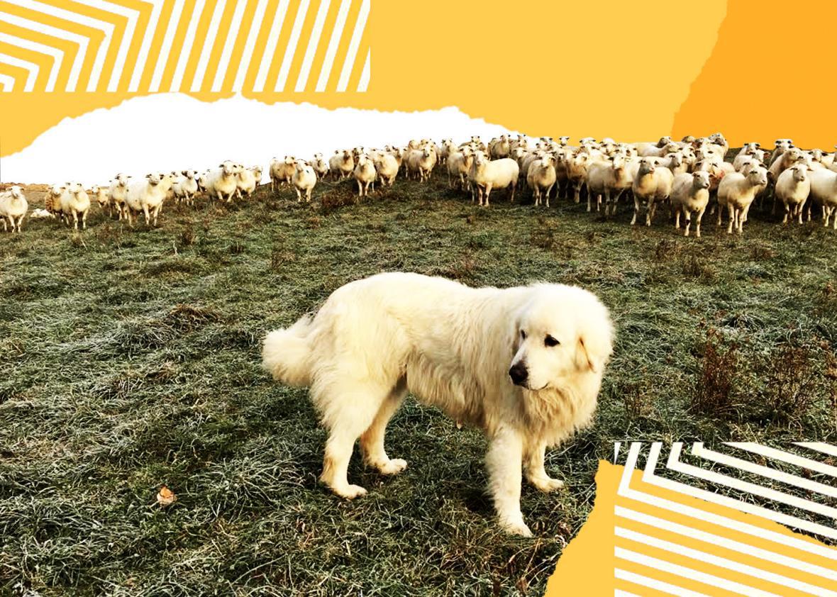 How does a livestock guard dog work on Kinderhook Farm?