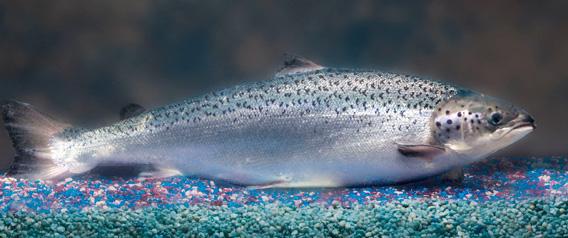 An AquAdvantage® salmon