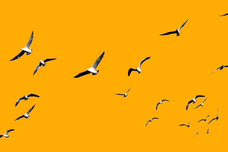 A flock of seagulls.