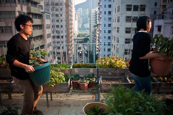 Urban farms are sprouting from the rooftops of Hong Kong's high-rises in an attempt to bridge the gap between city and nature.