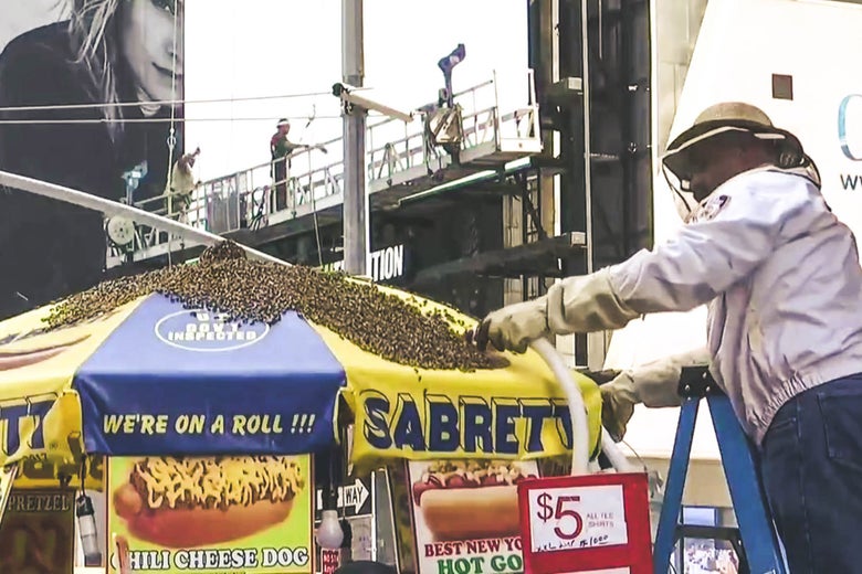 A police officer vacuums up thousands of bees on top of a hot dog cart umbrella in Times Square.