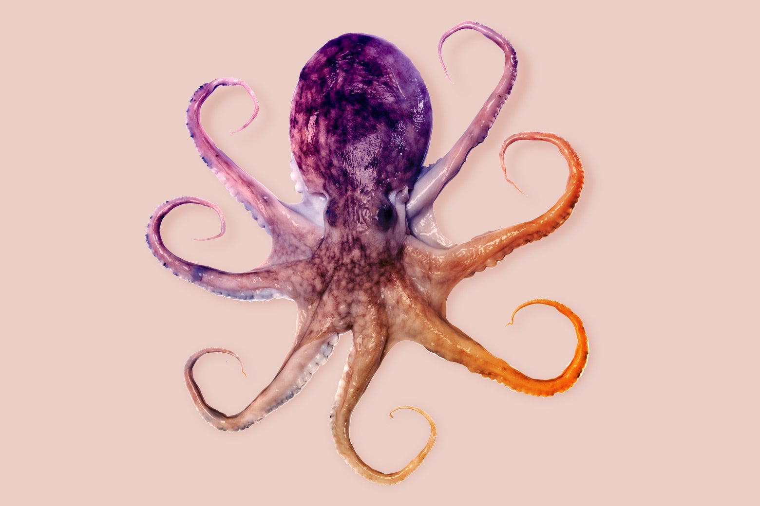 An octopus in the process of changing color