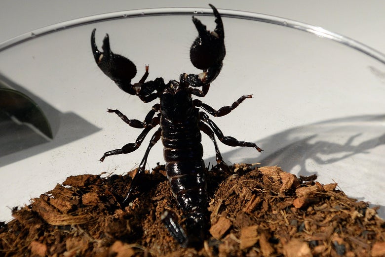 An emperor scorpion trying to escape a glass bowl.