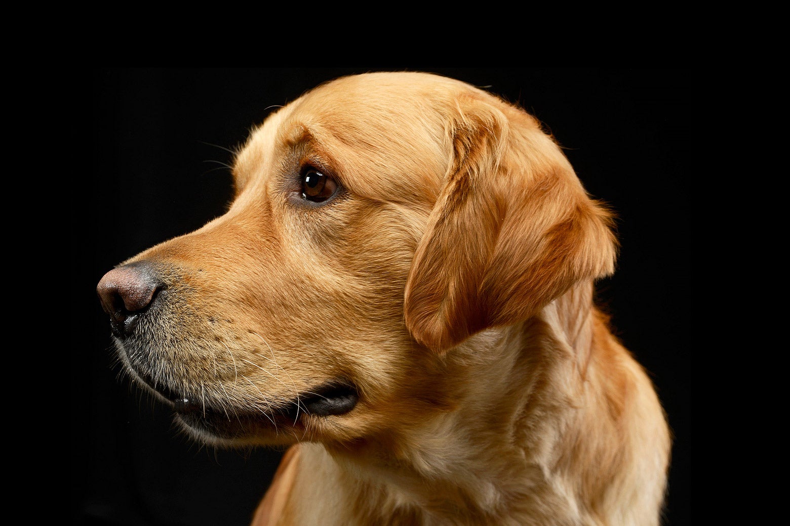 In the early 1970s, Michael Lappin fell in love with a dog Americans had steadily embraced over the 20th century: the golden retriever. As a young vet