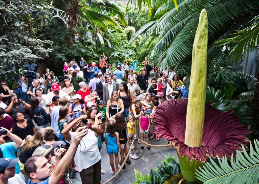 Corpse flowers like the Titan Arum and Rafflesia stink as they bloom