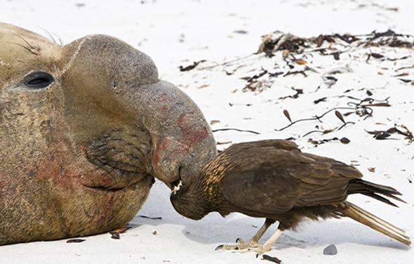 An elephant seal, plus bird picking its nose.