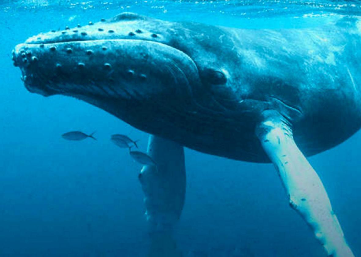 Whales swimming off New York City tracked by scientists (VIDEO).