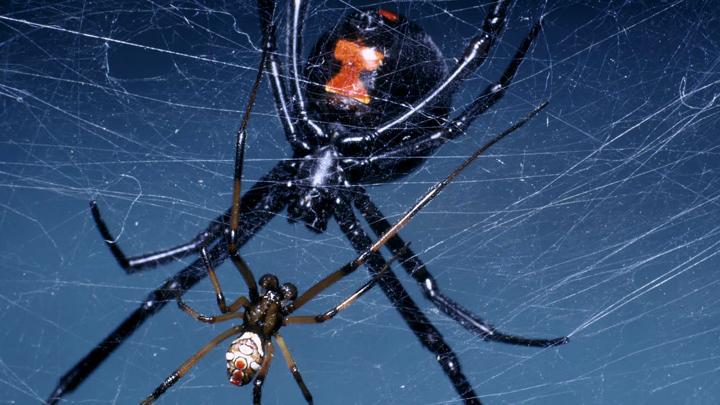 Spiders twerking: Video of dances male black widow spiders perform to ...