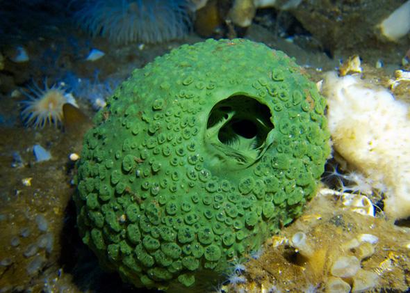 Exotic and colorful underwater life.