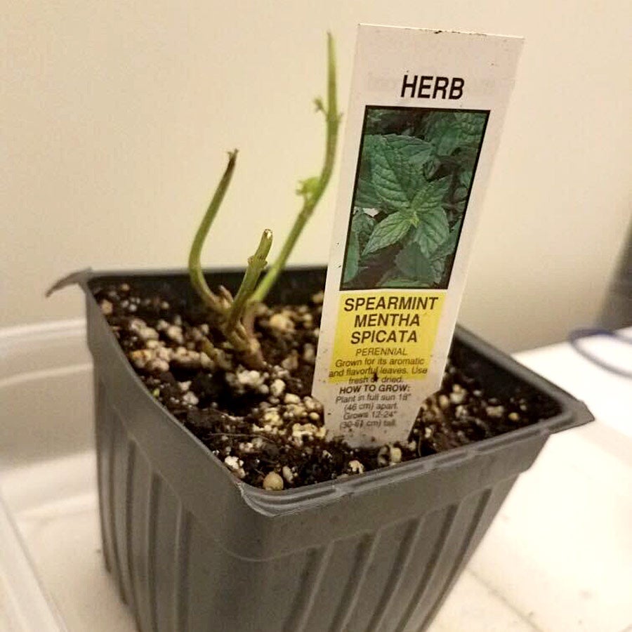 Dead mint plant