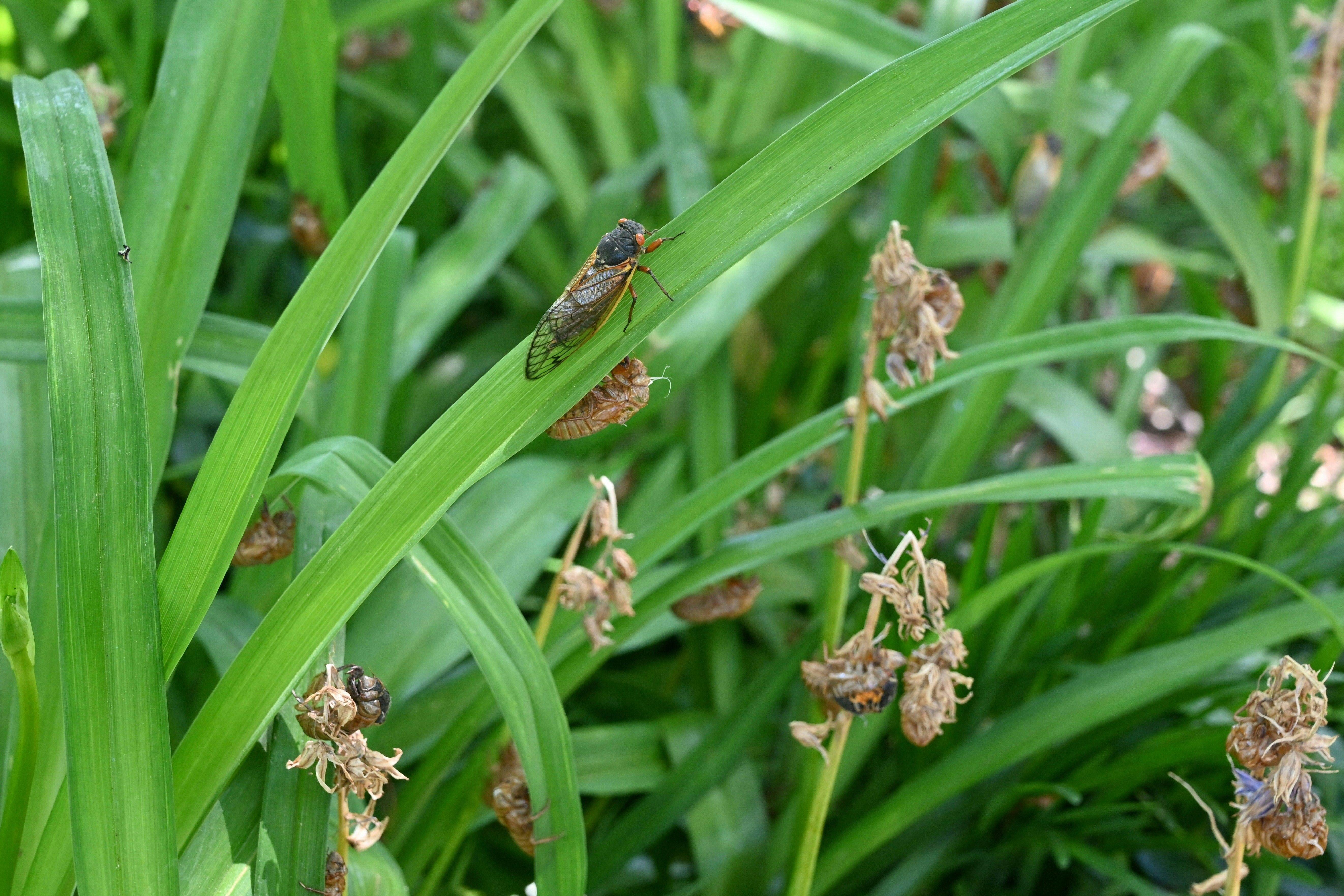 A Magicicada periodical cicada walks up a blade of grass as discarded exuvias are seen hanging on surrounding plants 